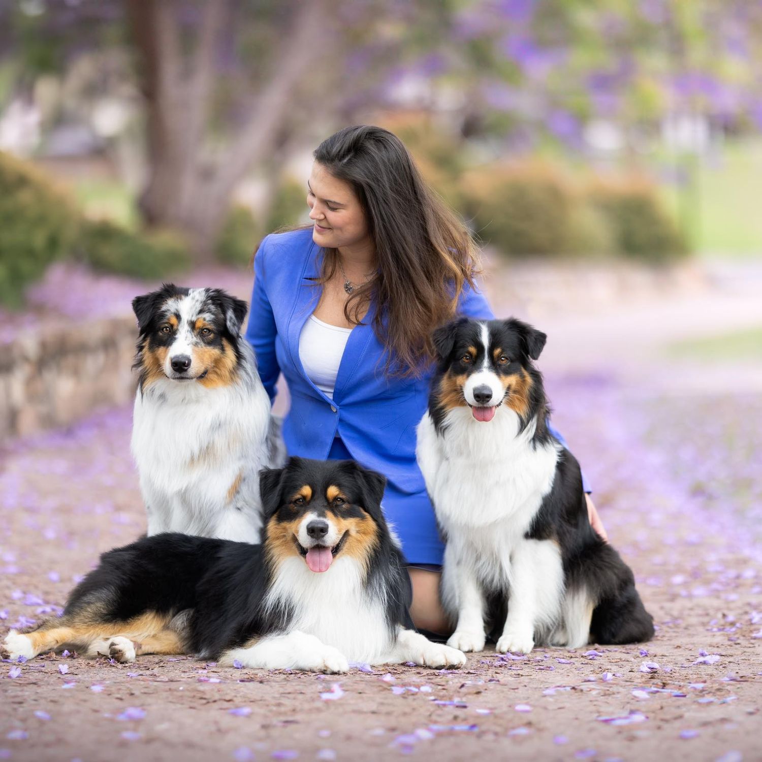 Group of Australian Shepherds relaxing on purple flower-covered ground in spring.