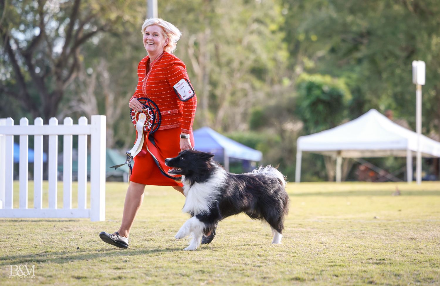 Australian Shepherd racing through an agility course with obstacles and fencing.