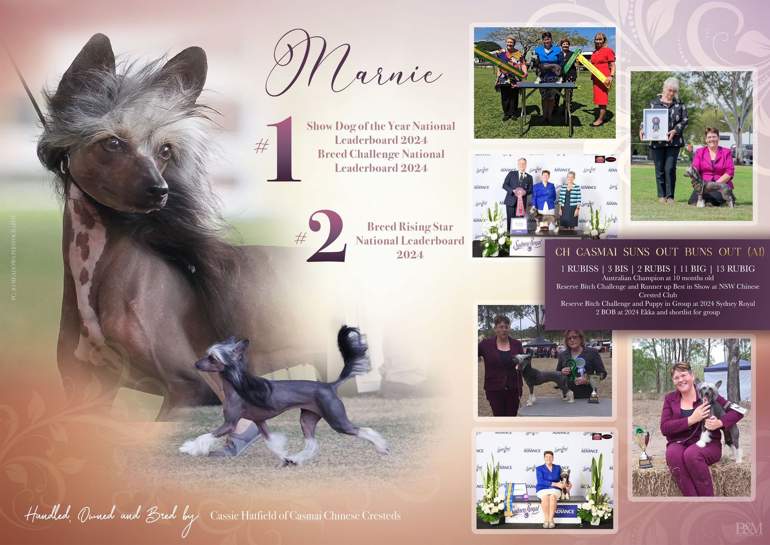 Vintage-style banner showing dog competition moments and achievements in warm tones.