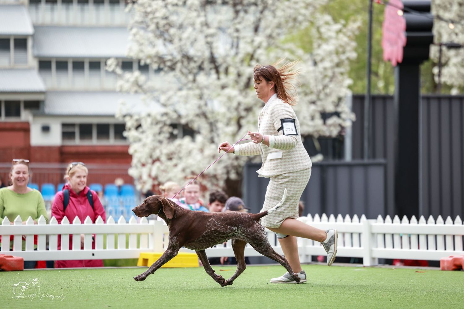 Woman running with a chocolate Labrador at an outdoor dog show competition with white fence and spectators.