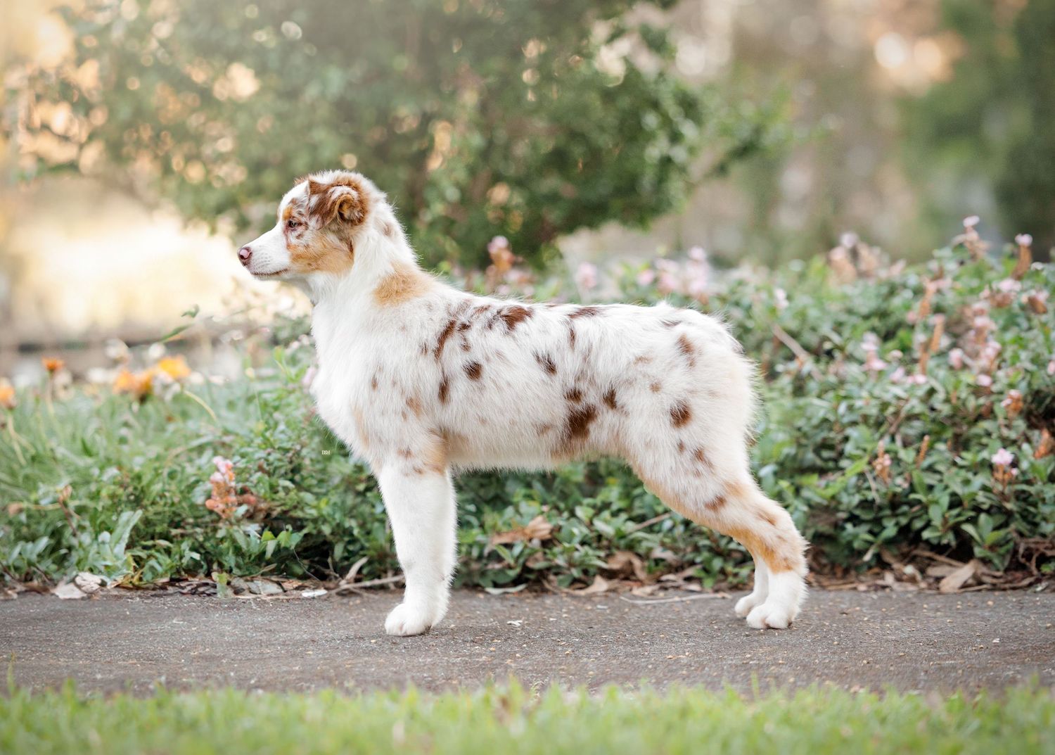 A red and white Australian Shepherd lounges gracefully amid pink flowering plants.