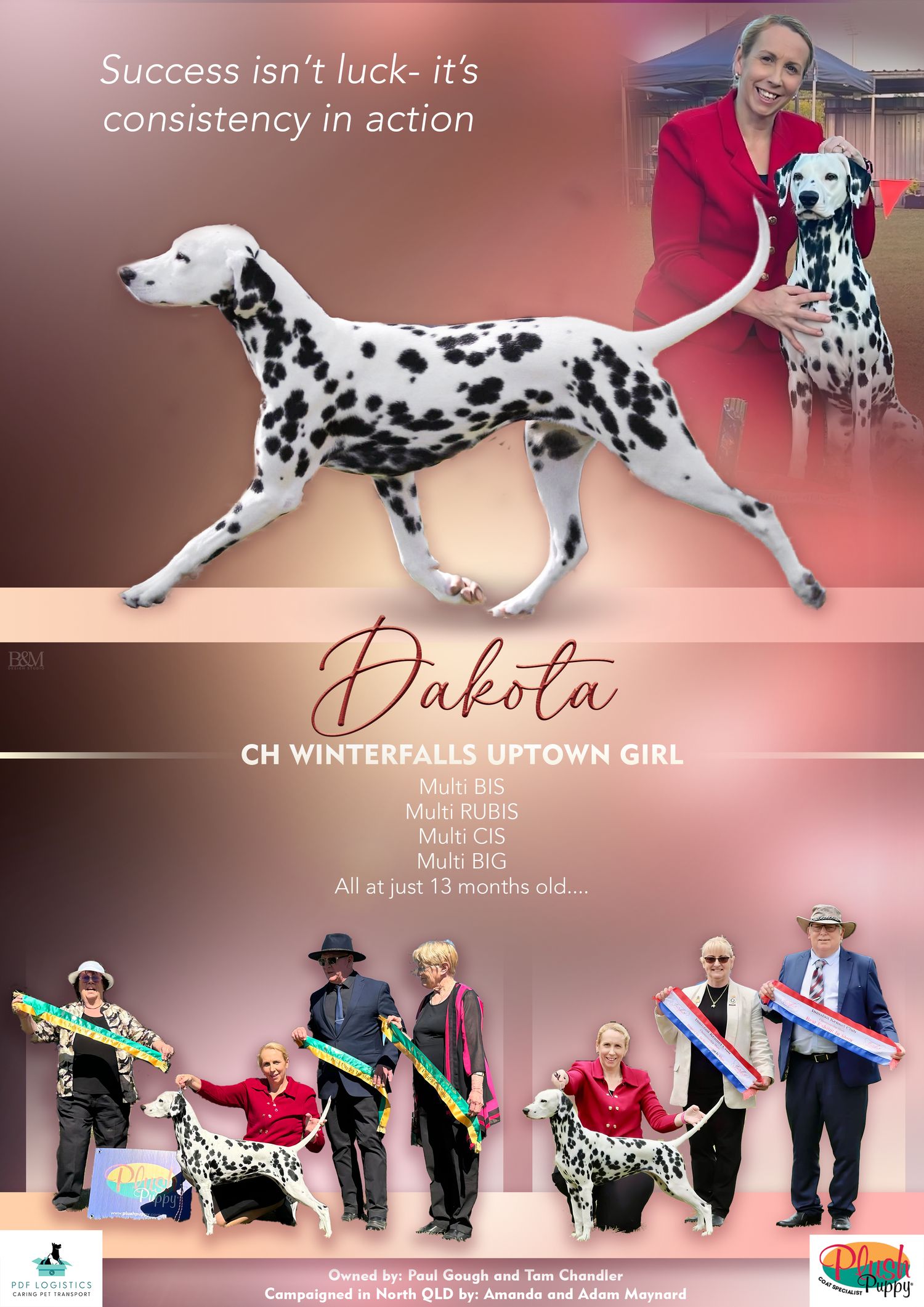 Stylish banner featuring Dalmatian show dogs with coral background and competition highlights.