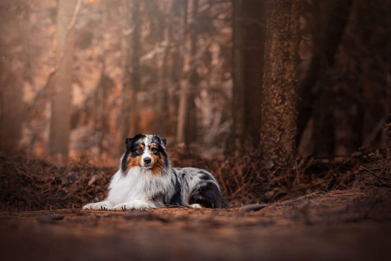 An Australian Shepherd dog with merle coat lies calmly on forest floor surrounded by autumn trees in warm tones.