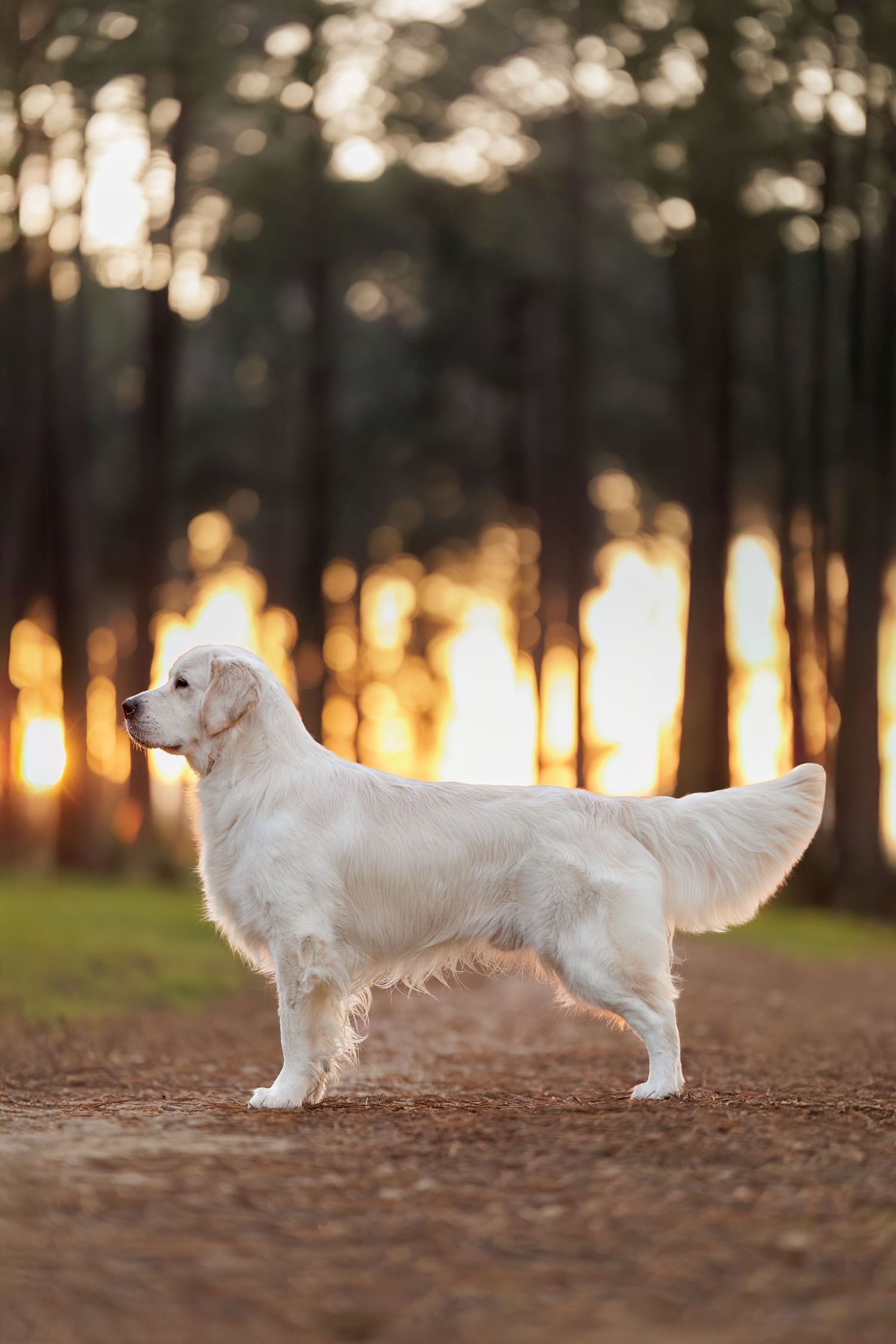 A white fluffy Golden Retriever stands gracefully in a forest path during golden hour sunset.