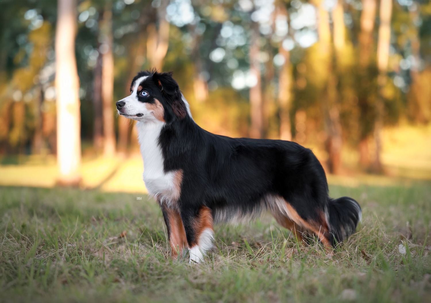 Australian Shepherd lying in grass with forest backdrop during golden hour.
