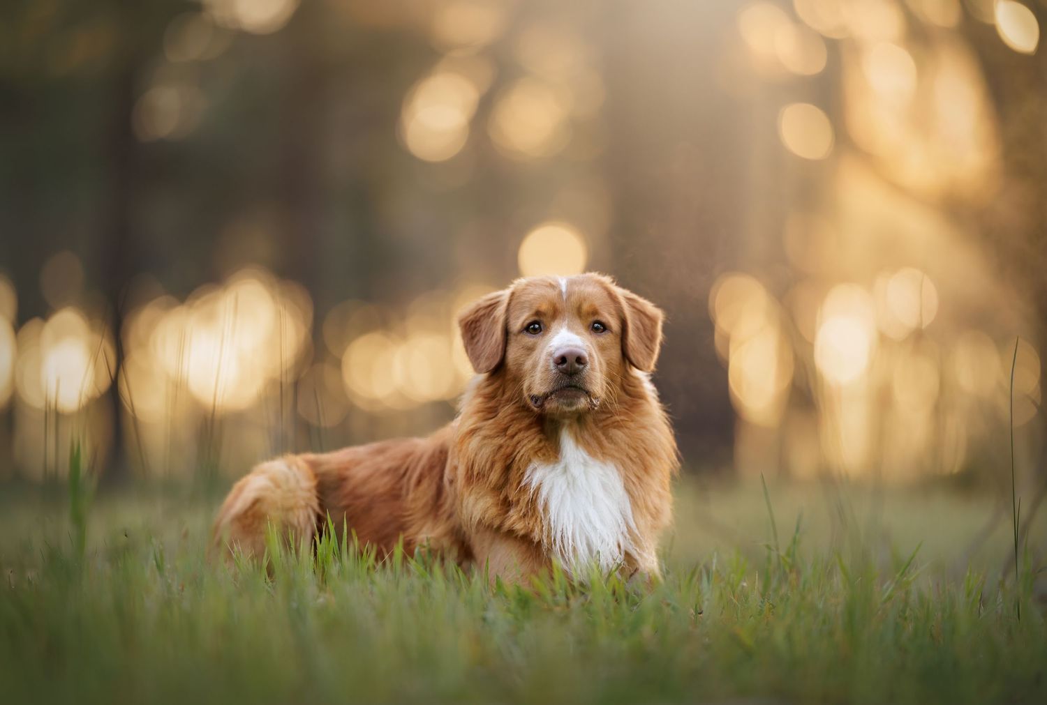 Golden Retriever resting in tall grass during golden hour.