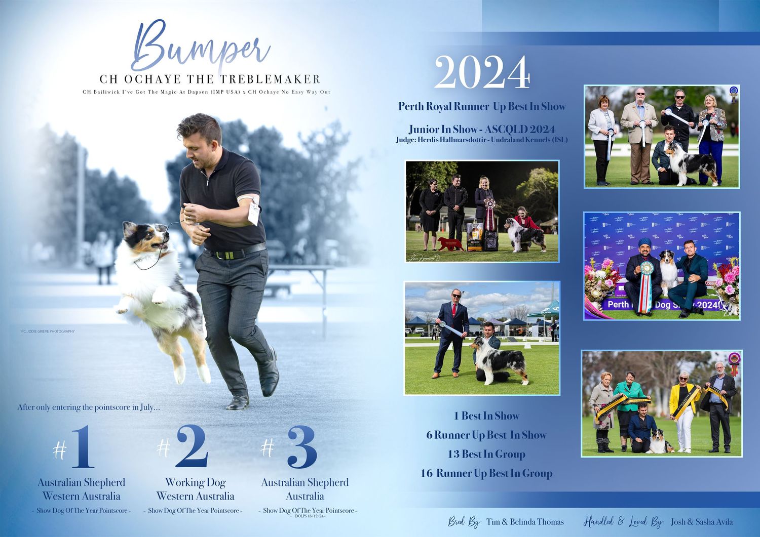Australian Shepherd advertisement