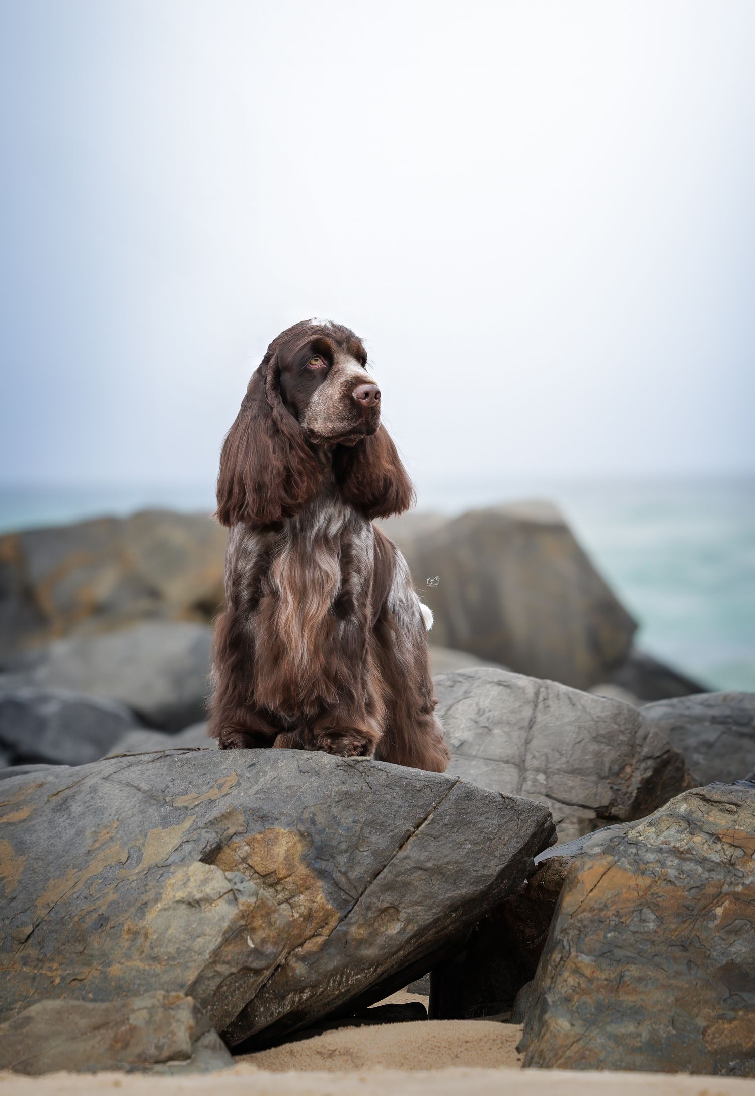 A brown Cocker Spaniel sits majestically on coastal rocks with the ocean in the background.