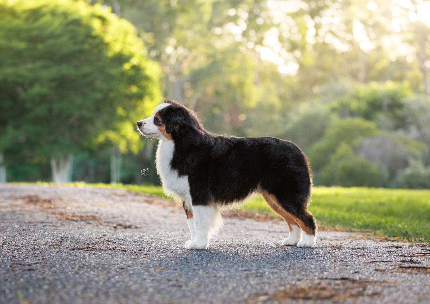 A fluffy tricolor Australian Shepherd dog stands alert on a gravel path surrounded by lush green trees.