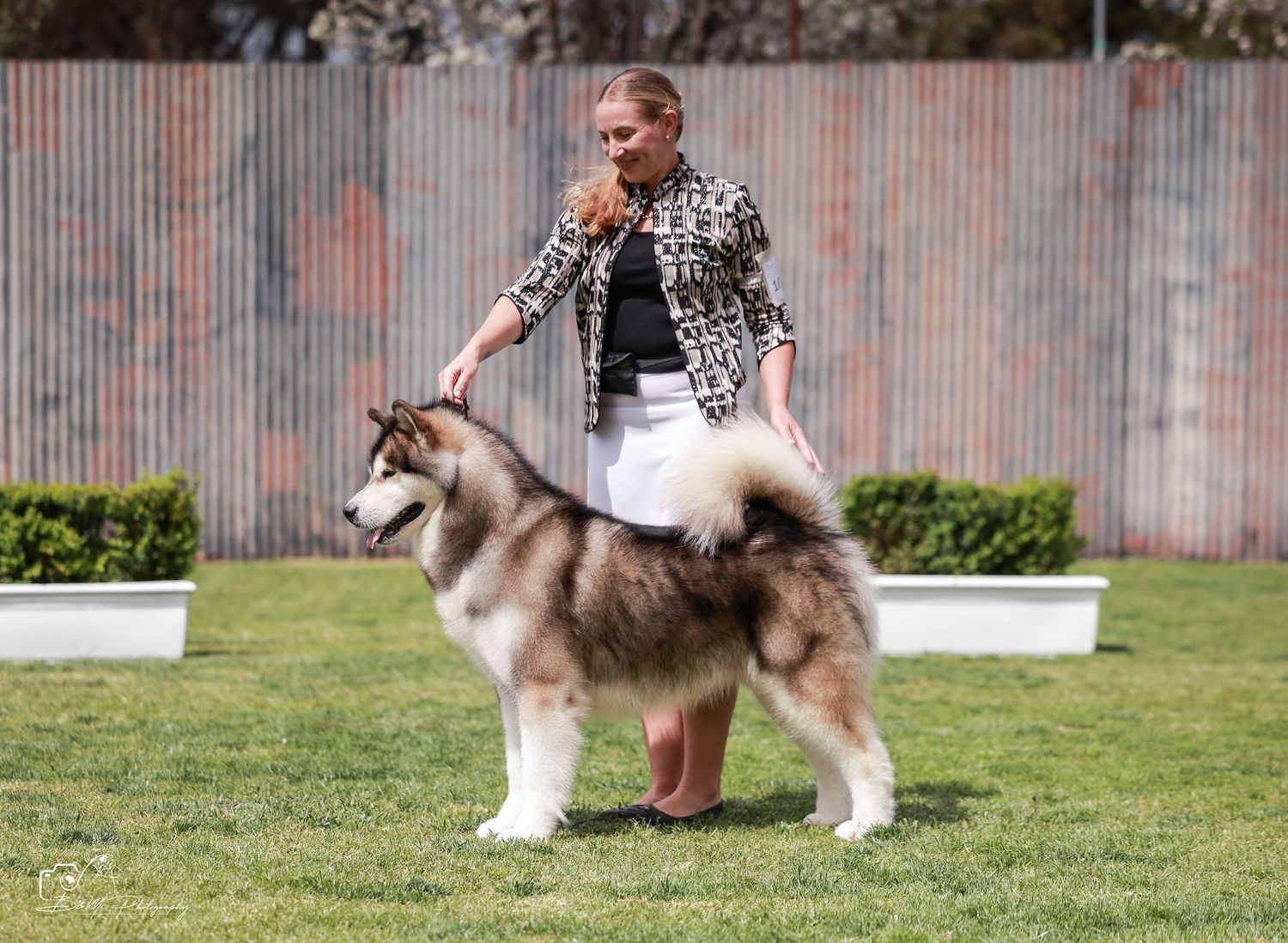 A large Alaskan Malamute dog being shown by a handler in a patterned blouse at an outdoor dog show.