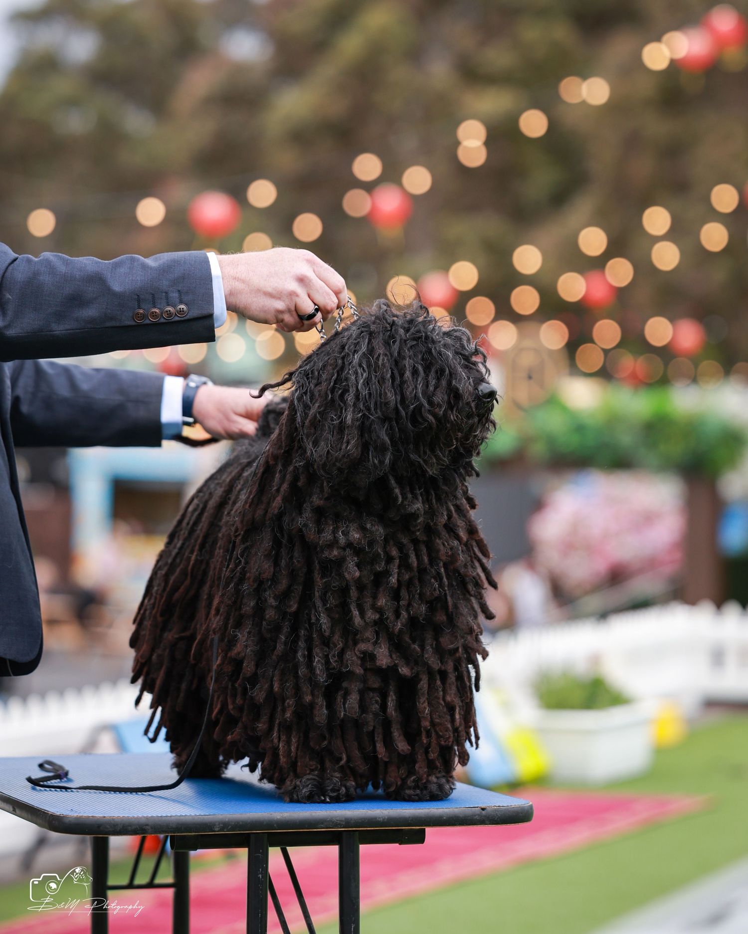 A Puli dog with long dark dreadlocks being groomed on a table at an outdoor dog show.