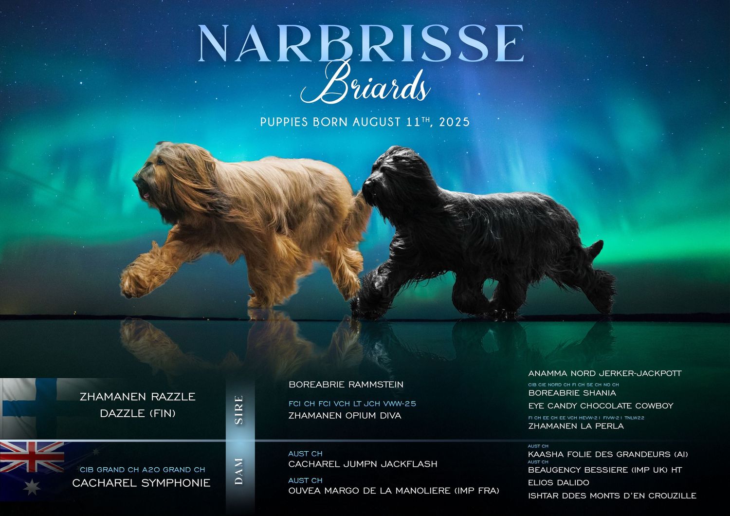 Briard litter announcement against dramatic northern lights background.