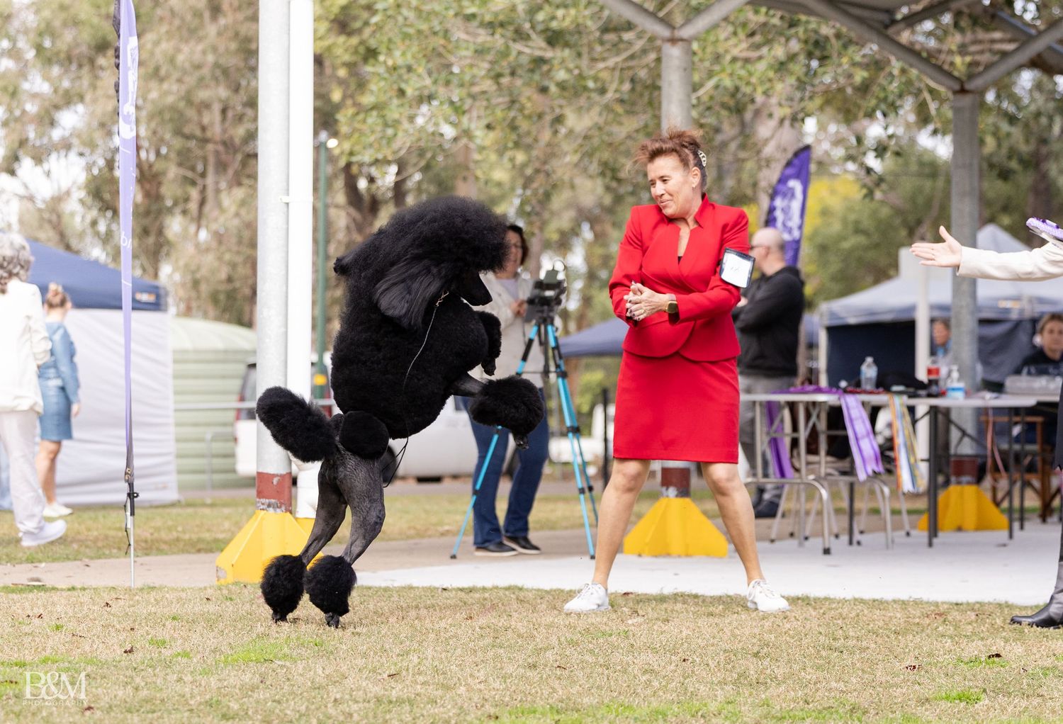 Dog agility competition course with colorful obstacles and participants in an open field.