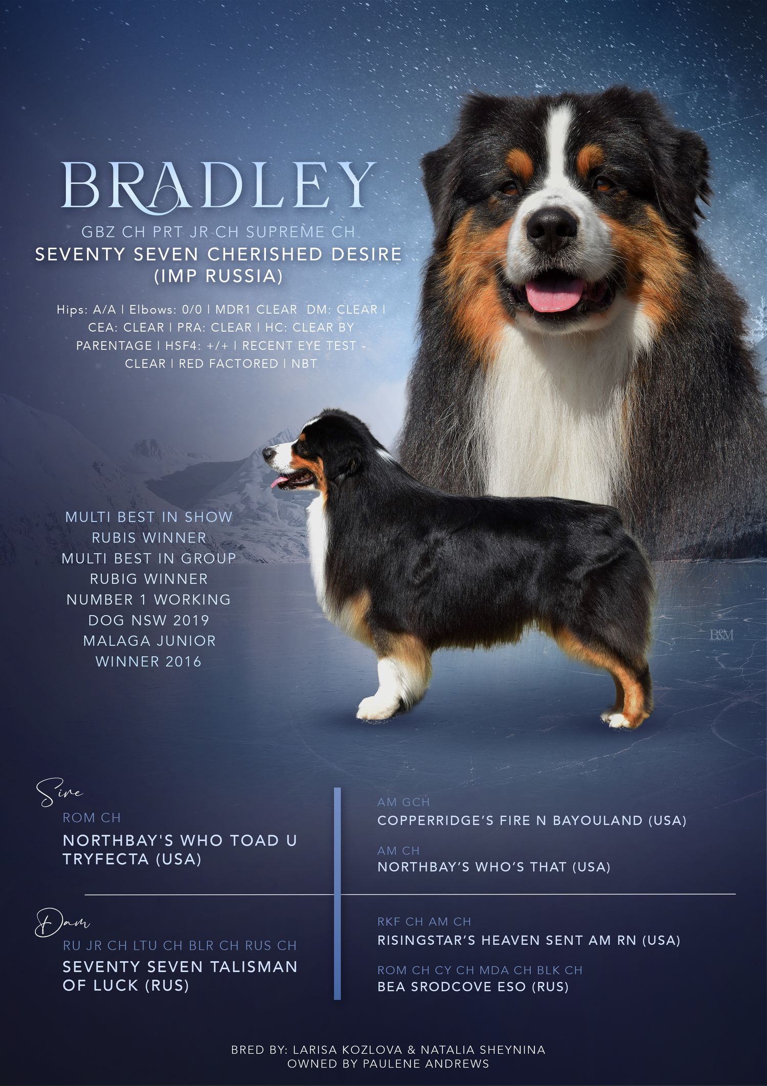 Australian Shepherd dog show champions featured in starlit promotional banner design.