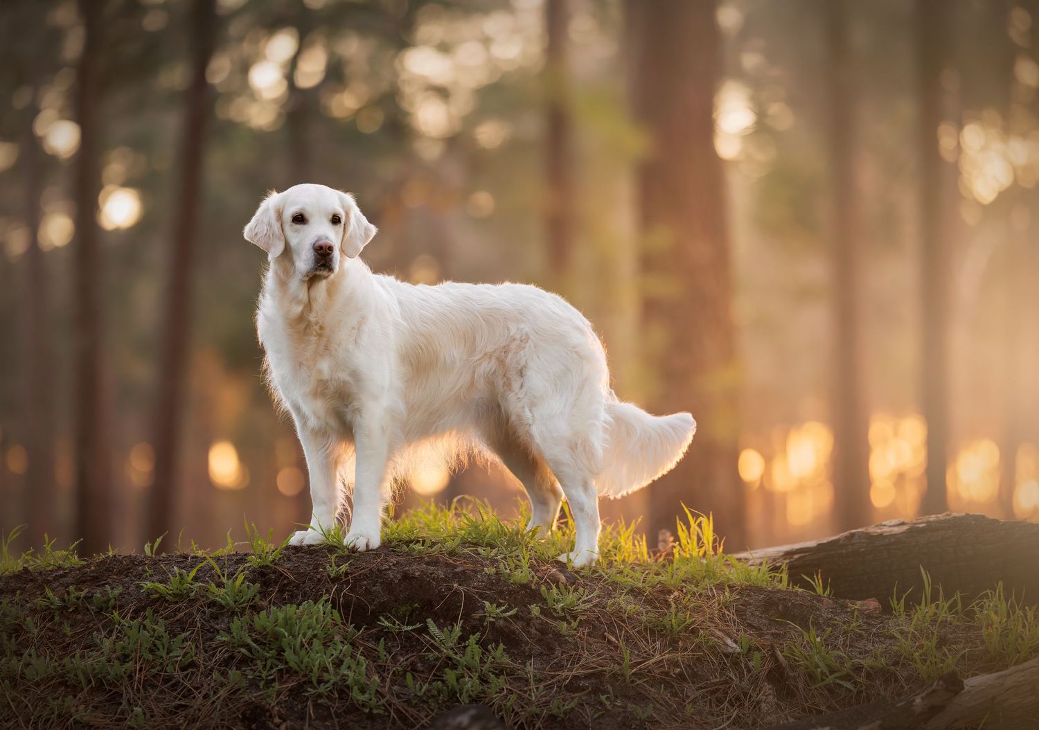Golden Retriever exploring a forest trail during sunrise with beautiful bokeh lighting.