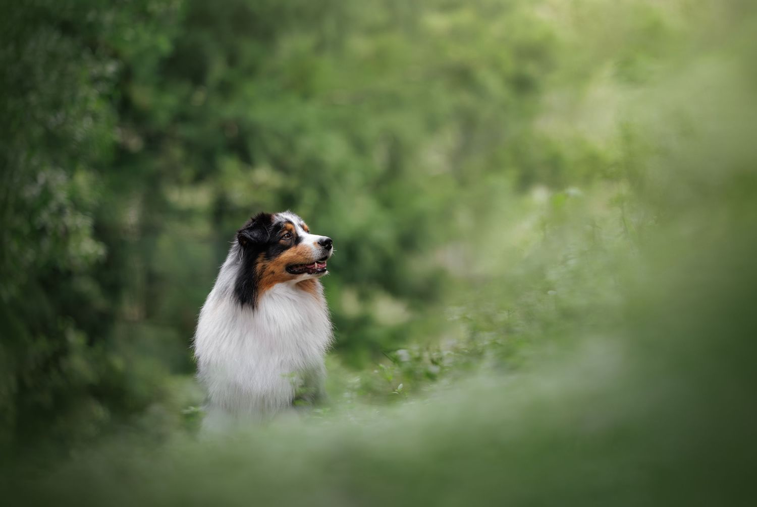 A majestic Australian Shepherd dog sits alert among lush green foliage in a serene outdoor setting.