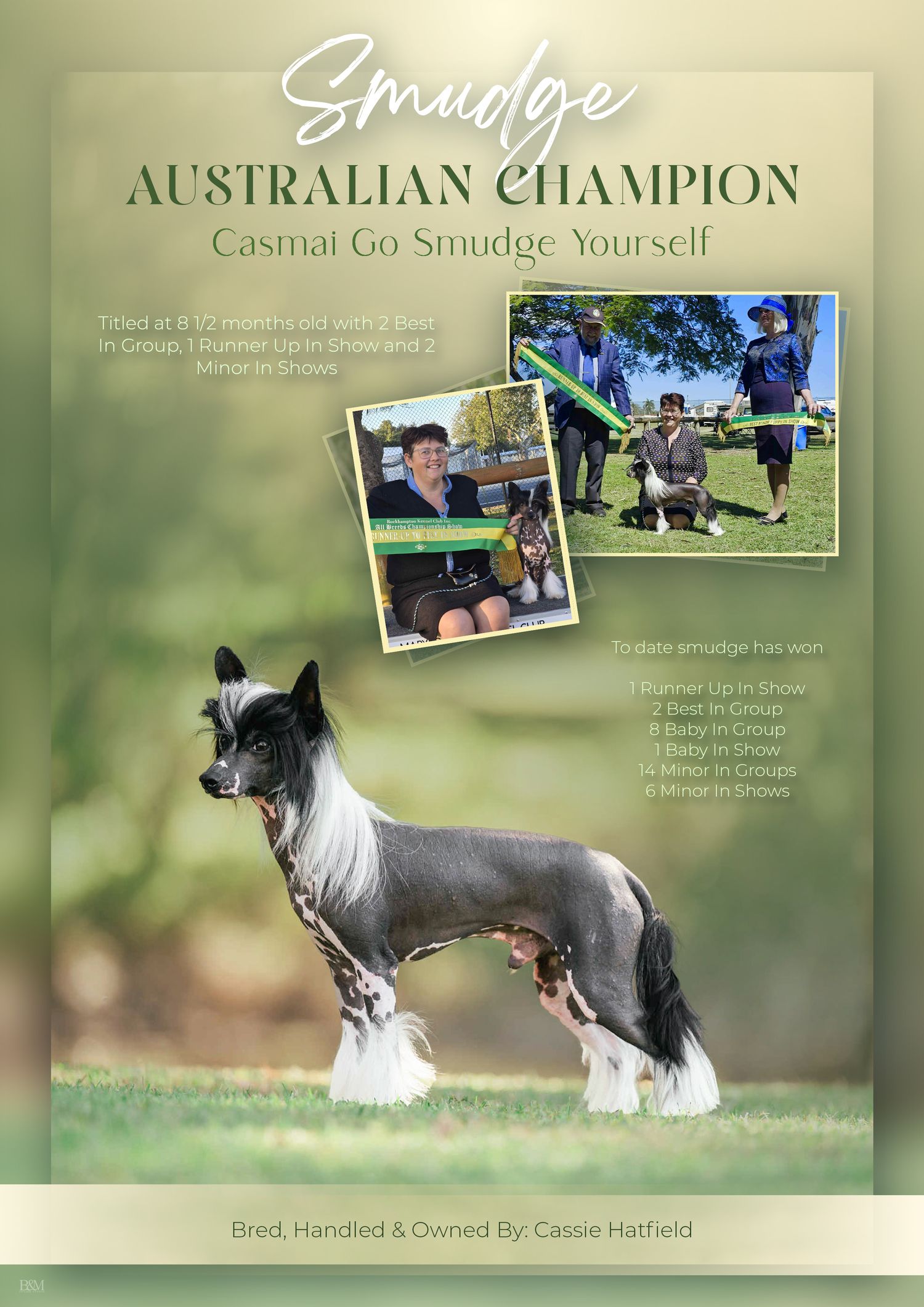 Show dog championship collage featuring Chinese Crested dogs in action shots and poses.