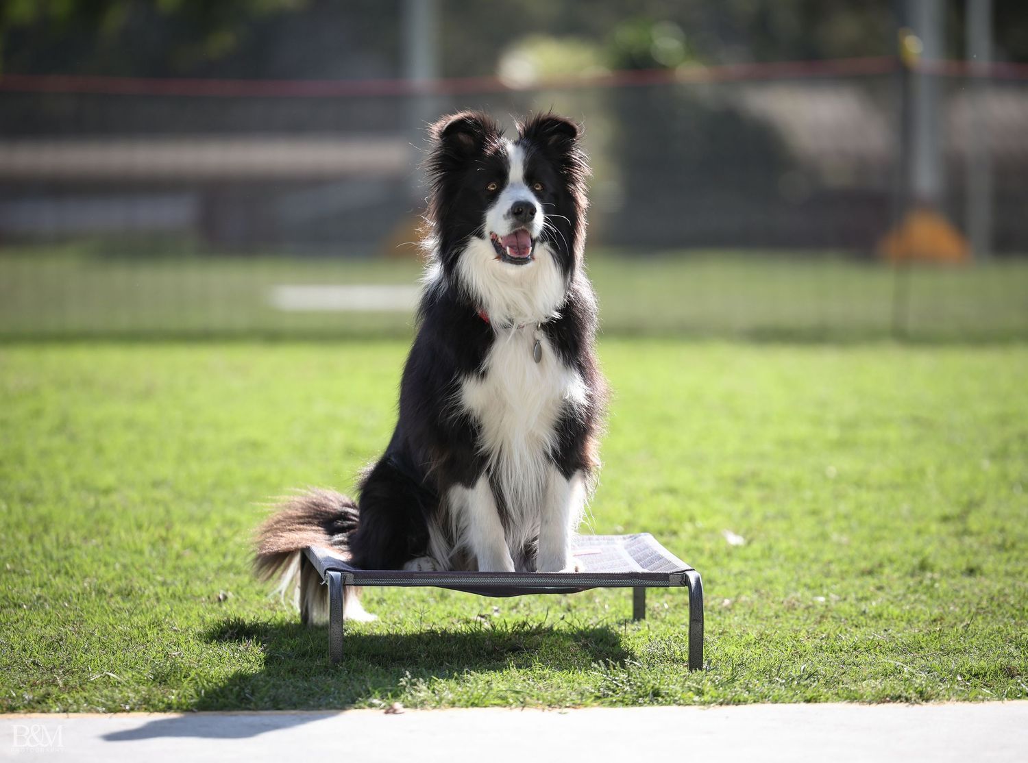 Border Collie demonstrating agility poses and commands on outdoor training field.
