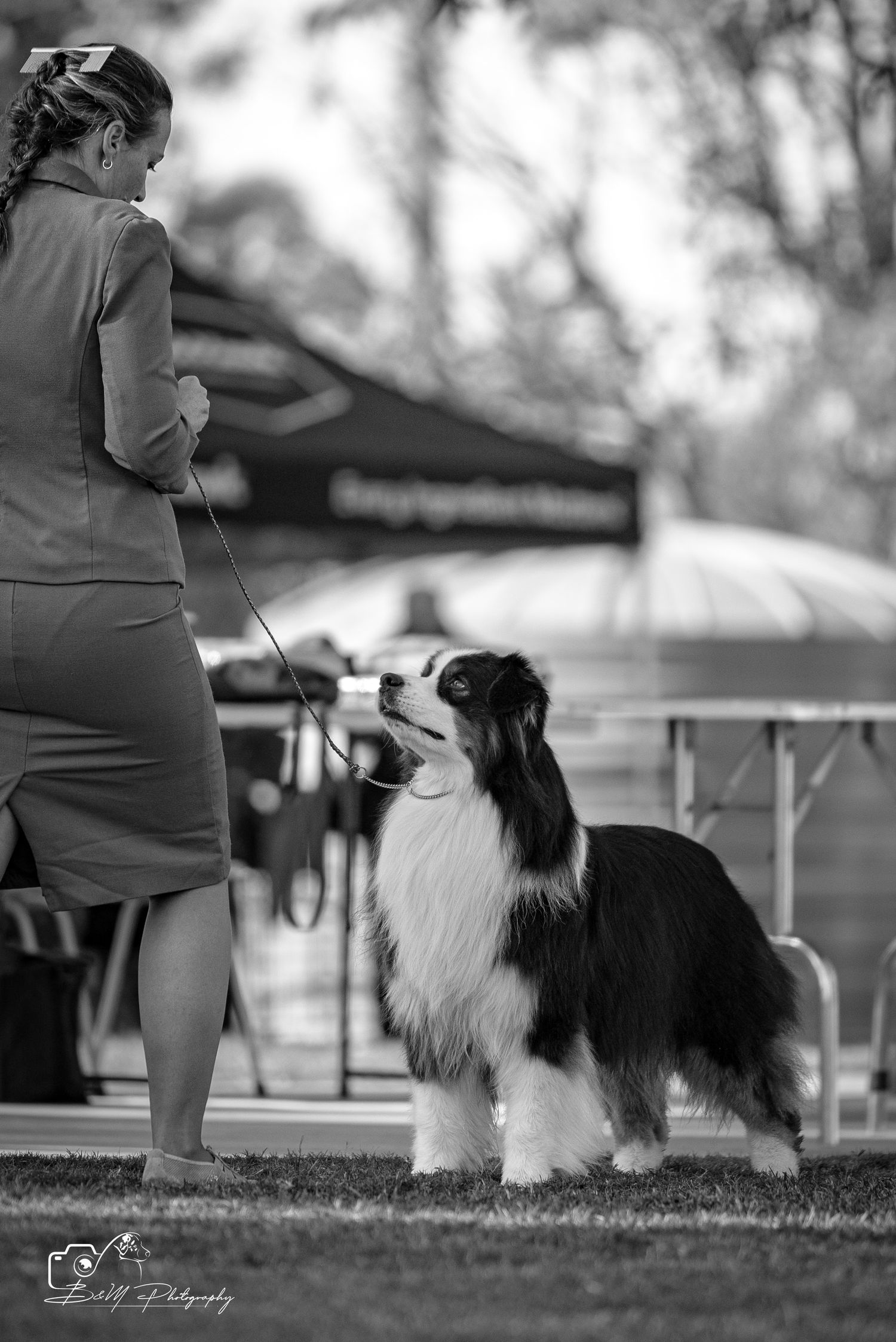 Black and white photo of a woman handler showing an Australian Shepherd dog at an outdoor dog show competition.