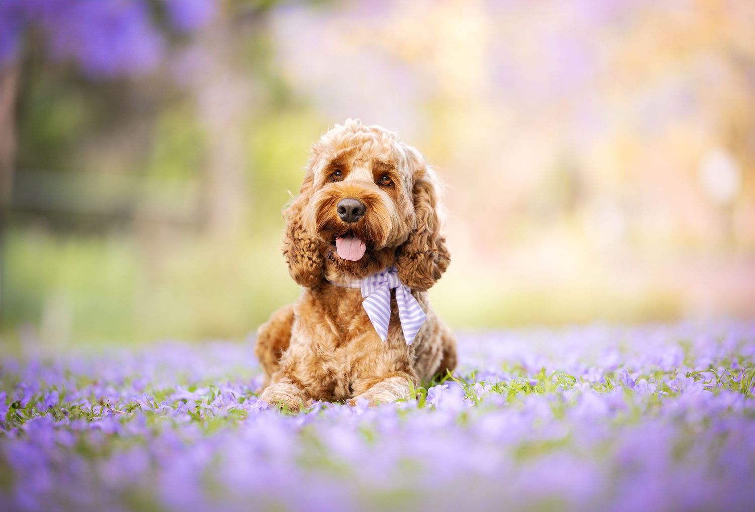 Adorable dog playing among purple jacarandas in a spring meadow.