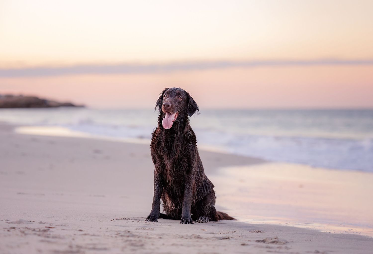 A chocolate brown dog sits peacefully on a sandy beach at sunset overlooking the ocean.