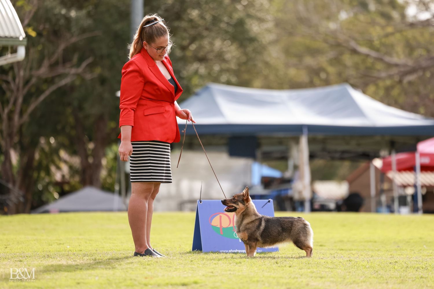 Swedish Vallhund professional show ring at an outdoor event.