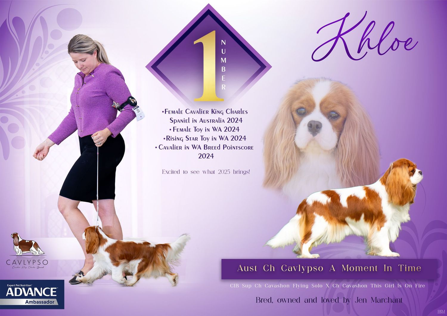 Purple-themed dog show banner displaying award-winning show dogs and performance achievements.