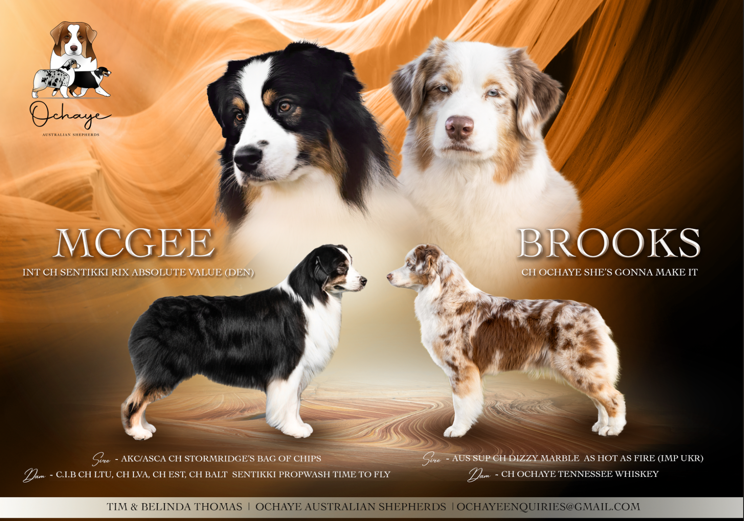 Australian Shepherd litter announcement for Ochaye Australian Shepherds.