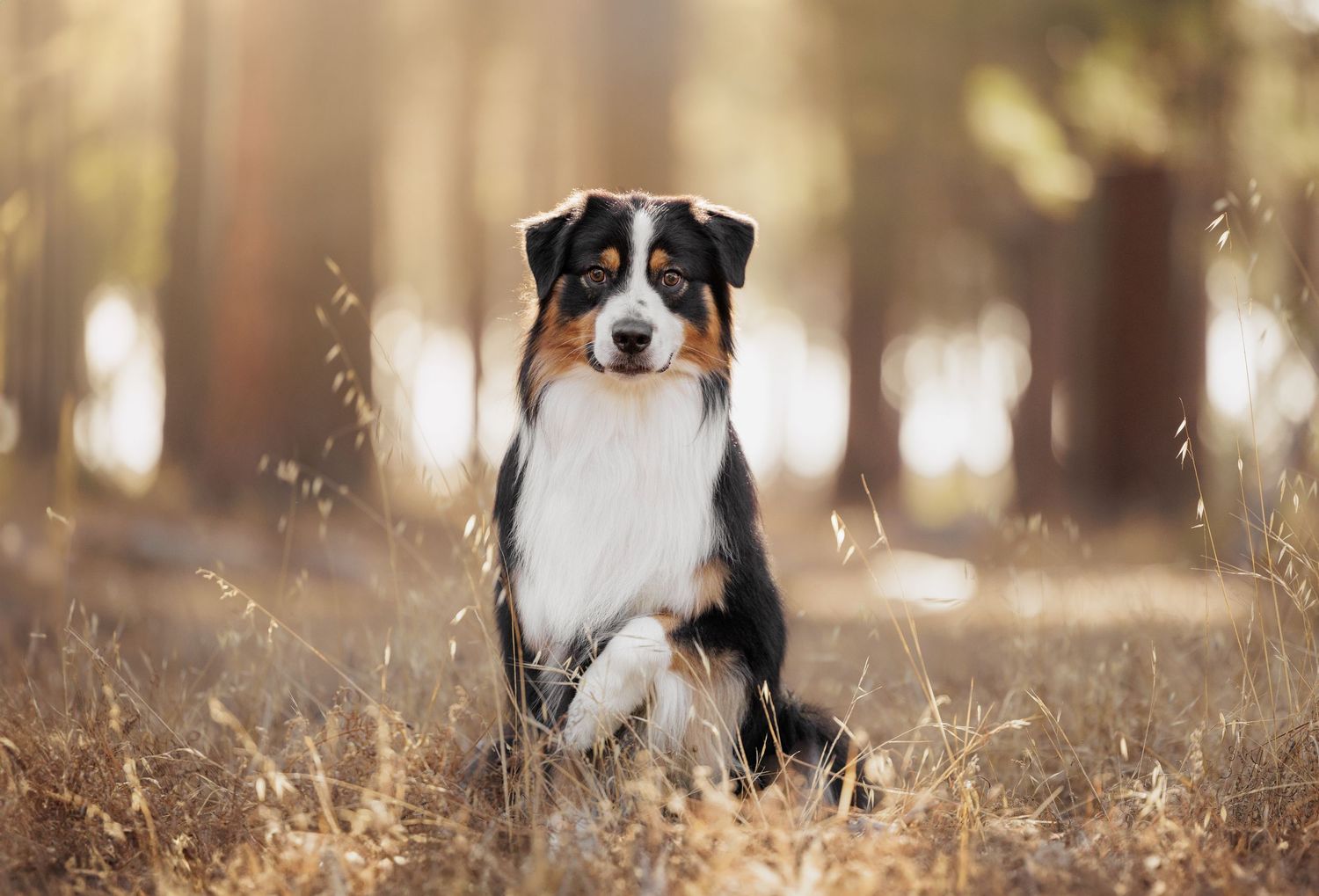Australian Shepherd dog poses attentively in dry grass during golden hour photography.