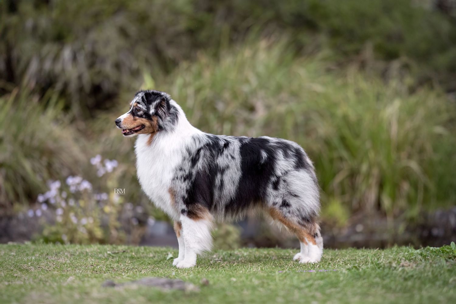 Australian Shepherd lying in tall grass with natural outdoor scenery.