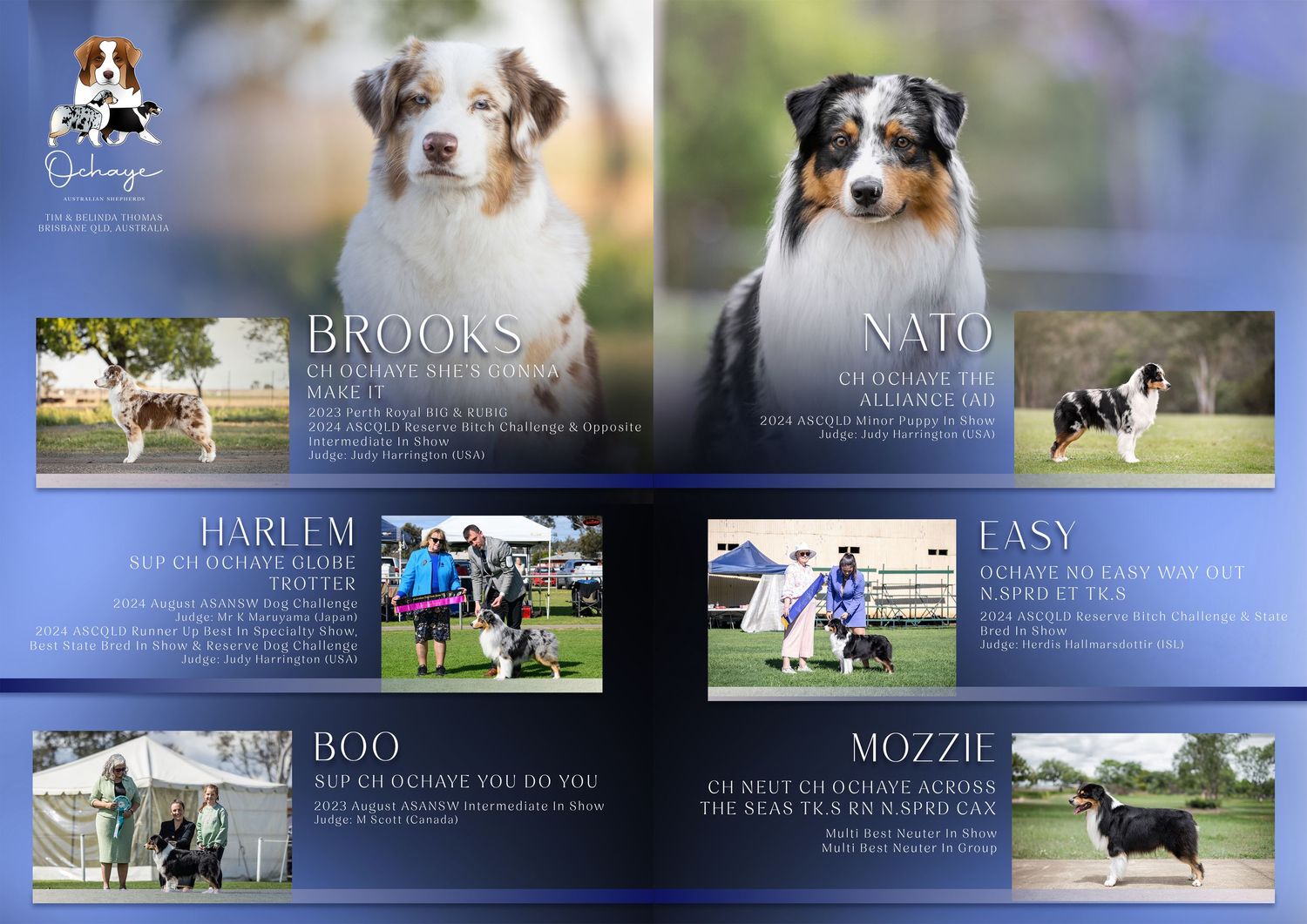 Australian Shepherd kennel advertisement