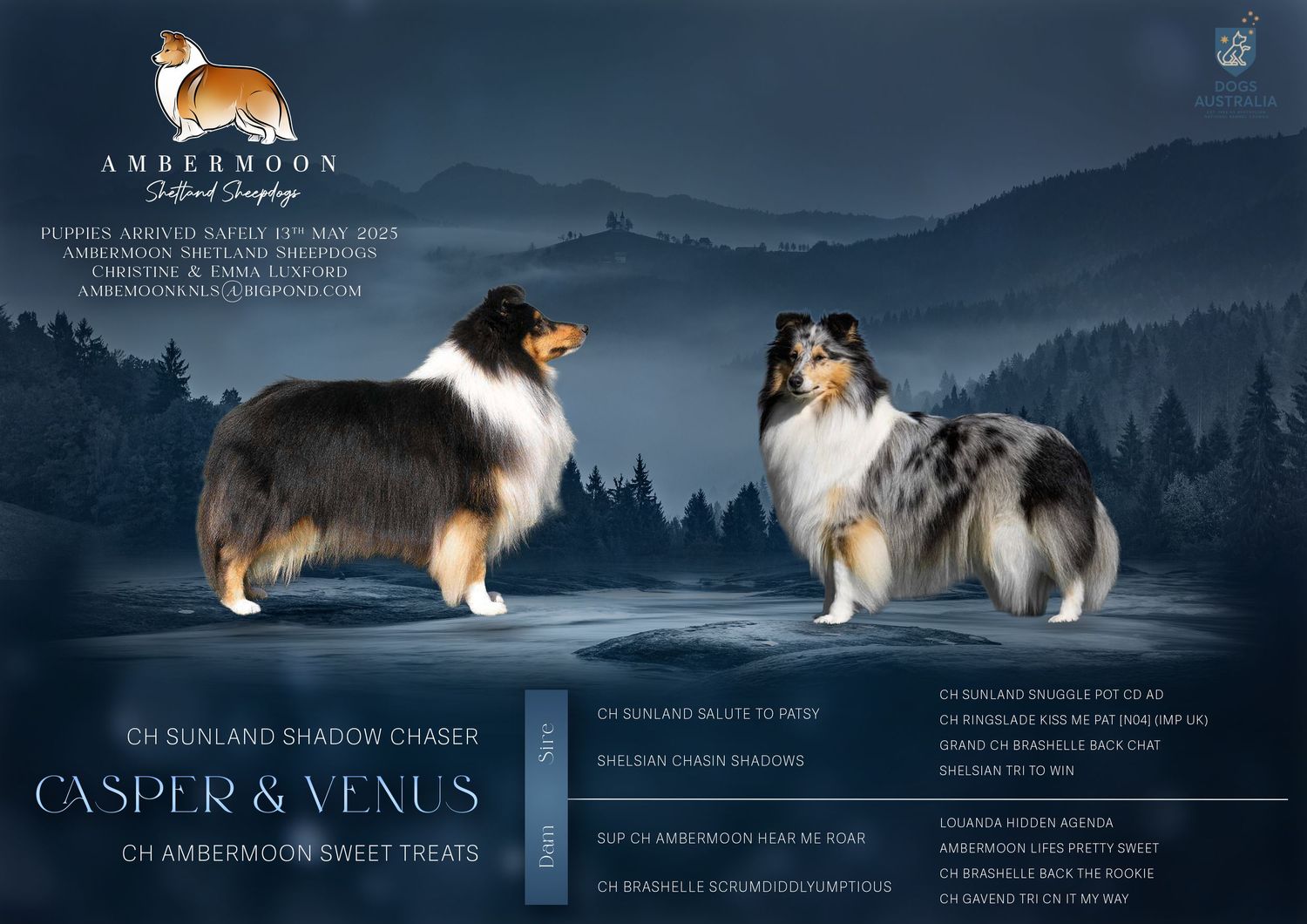 Professional litter announcement for shetland sheepdogs mountain setting.