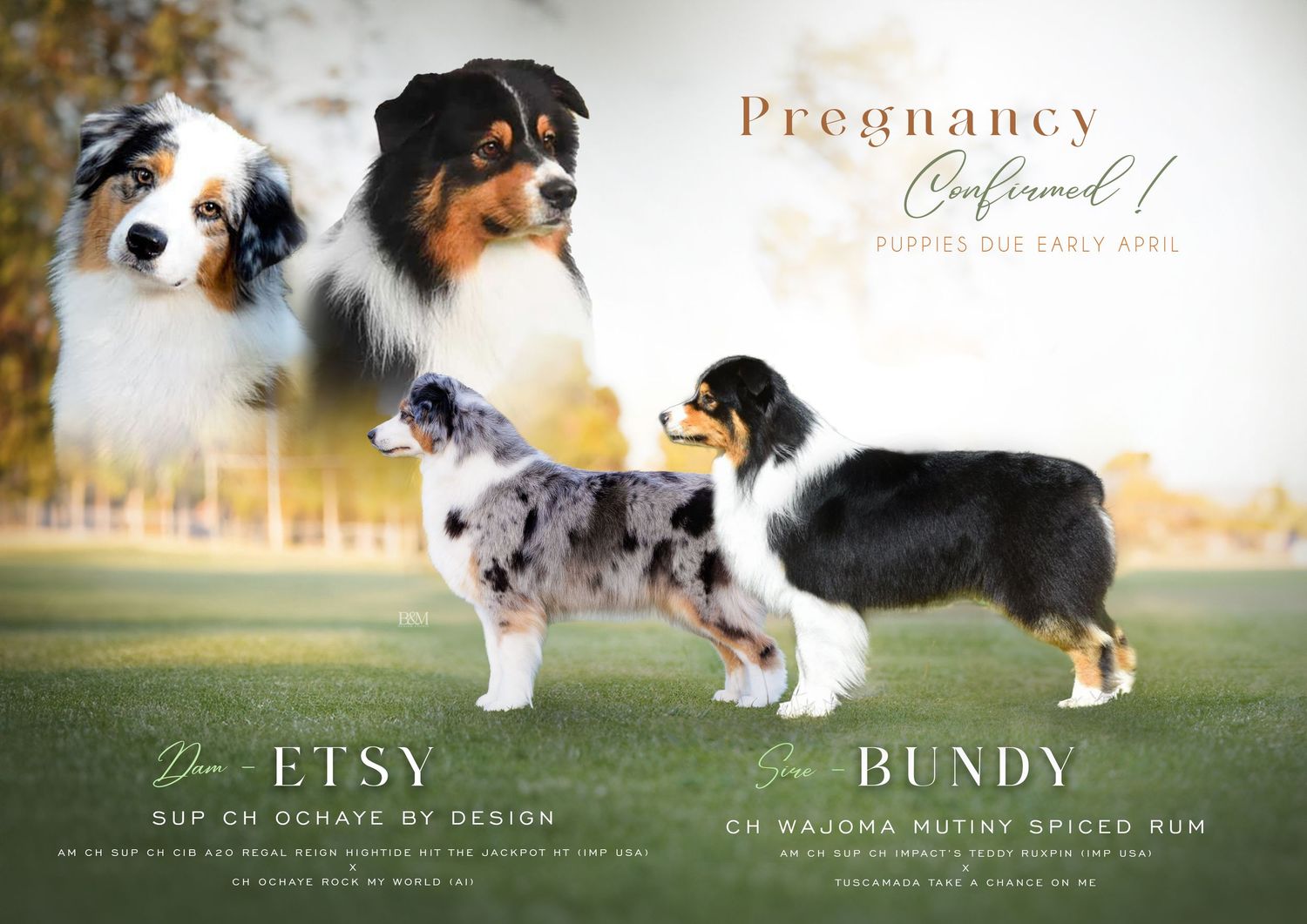 LItter announcement featuring Australian Shepherds