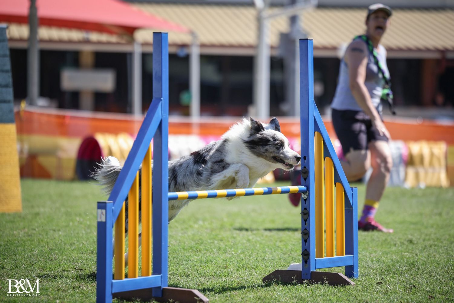 Dog performing agility course with blue and yellow jumps in outdoor training area.