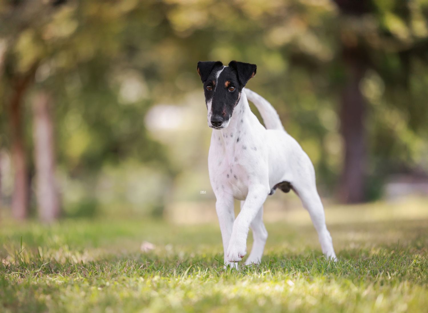 A small dog runs across green grass in a sunlit outdoor setting.