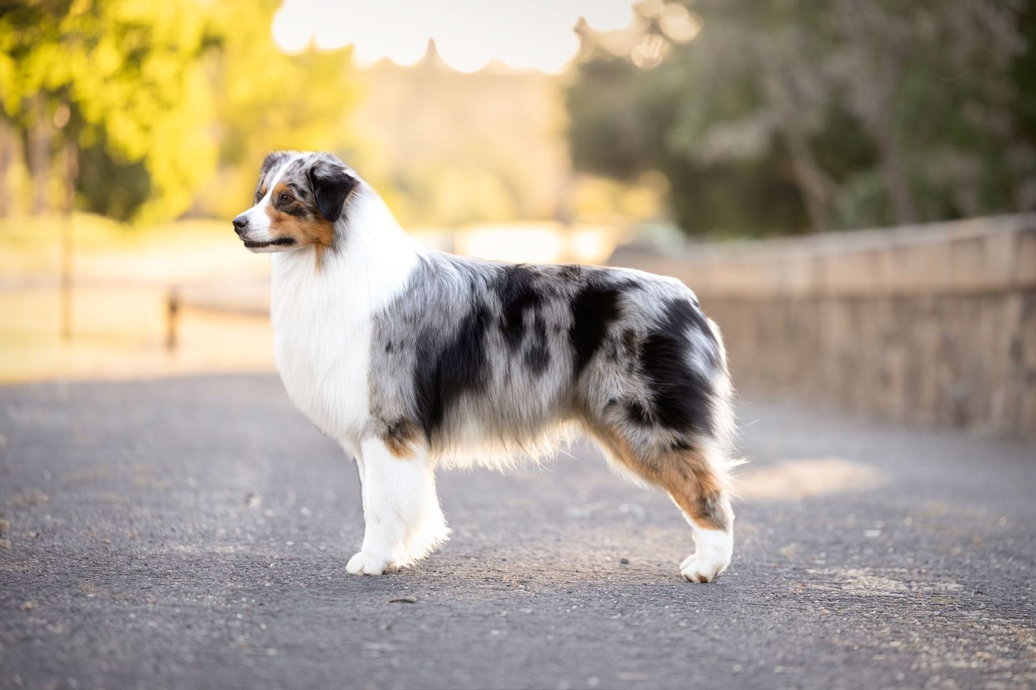 Australian shepherd dog shown in various poses on a paved path.