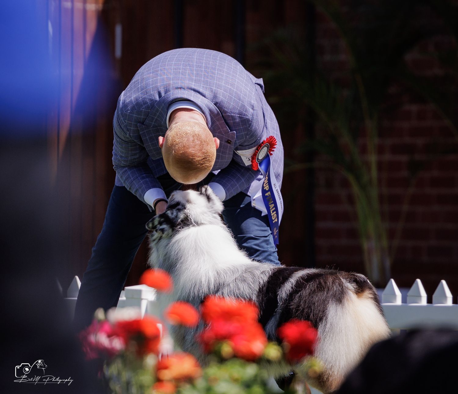 Man bending down to interact with a fluffy black and white dog at an outdoor dog show with red flowers.