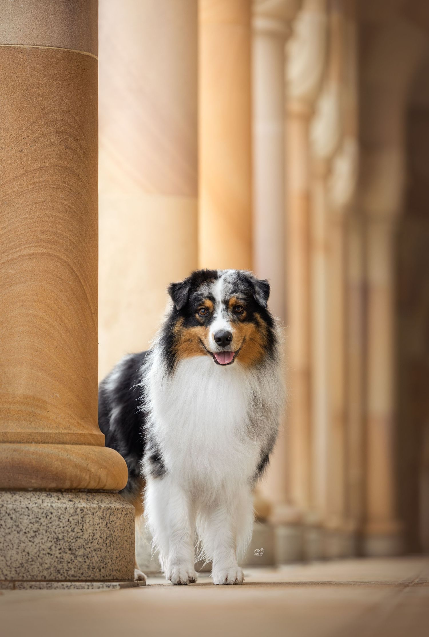 A tri-color Australian Shepherd dog sitting between elegant stone columns, tongue out, looking at the camera.
