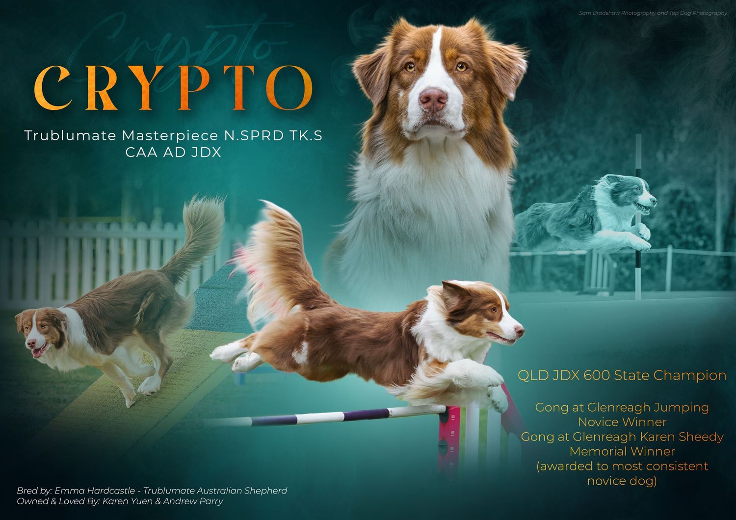 Dog show promotional banner featuring a brown and white champion dog against a teal background.