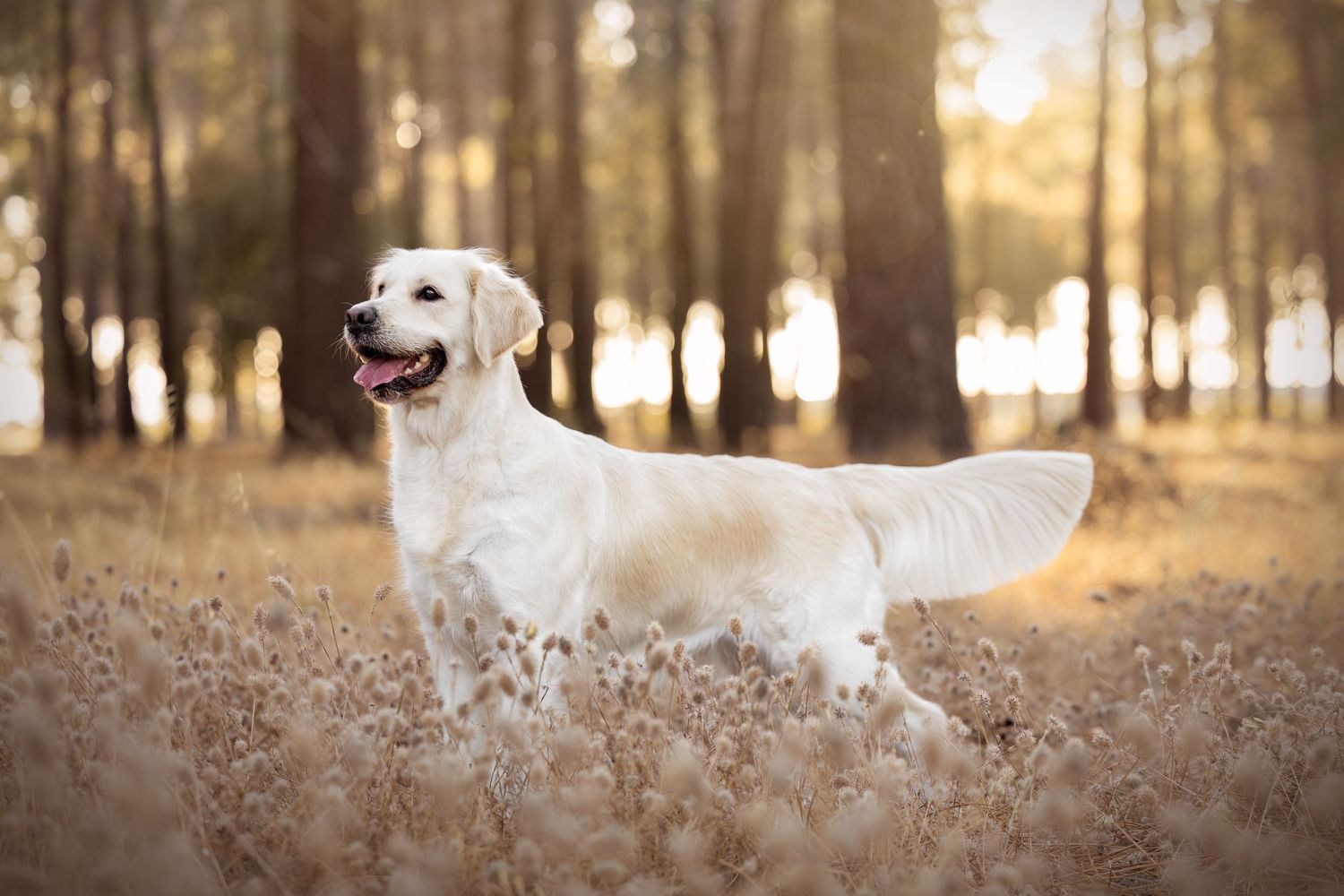 A small white dog resting in tall grass in an autumnal setting.