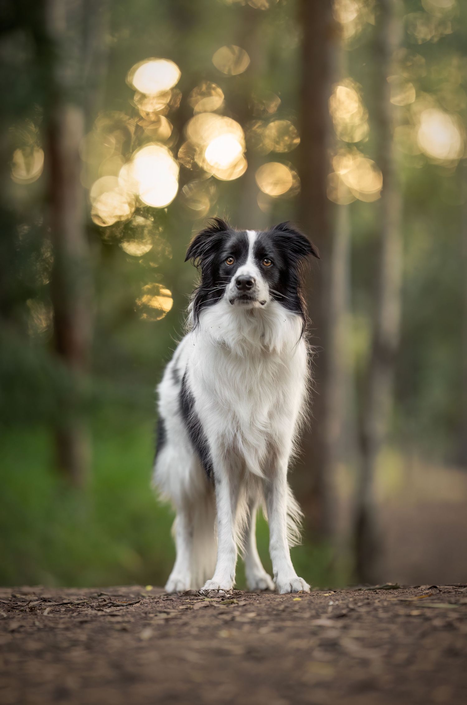 A black and white Border Collie stands regally on forest ground with bokeh lighting.