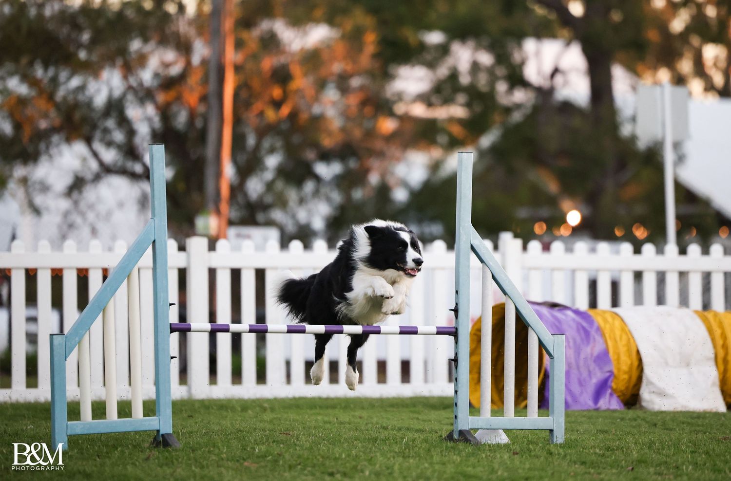 Agility course with colorful jumps and white picket fence in outdoor setting.