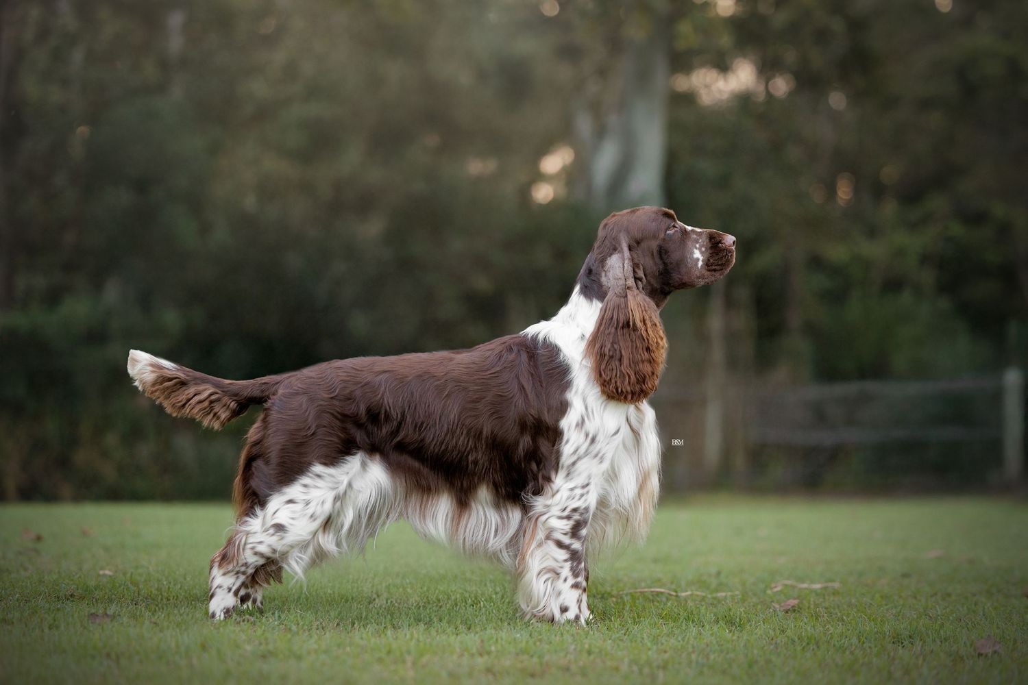 A brown and white English Springer Spaniel dog stands alert in a grassy field.