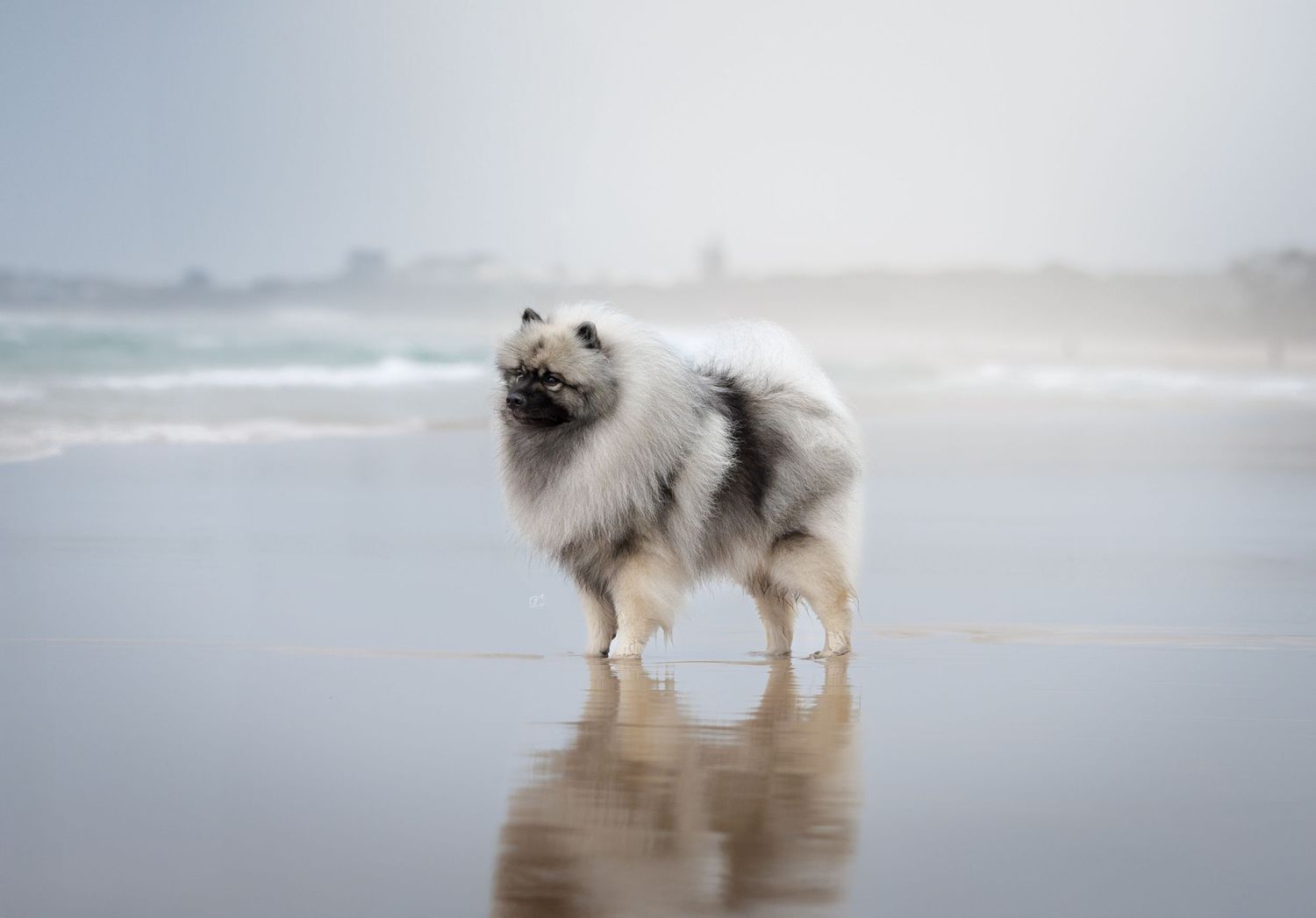 Fluffy white Keeshond dog standing on a wet reflective beach with ocean waves in the misty background.