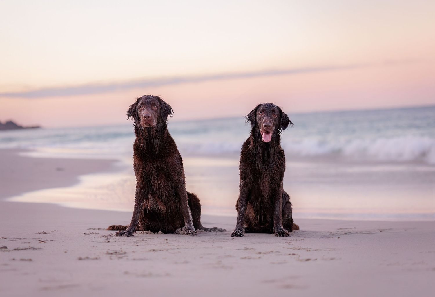 Chocolate Flat Coat Retrievers relaxing together on beach at sunrise.