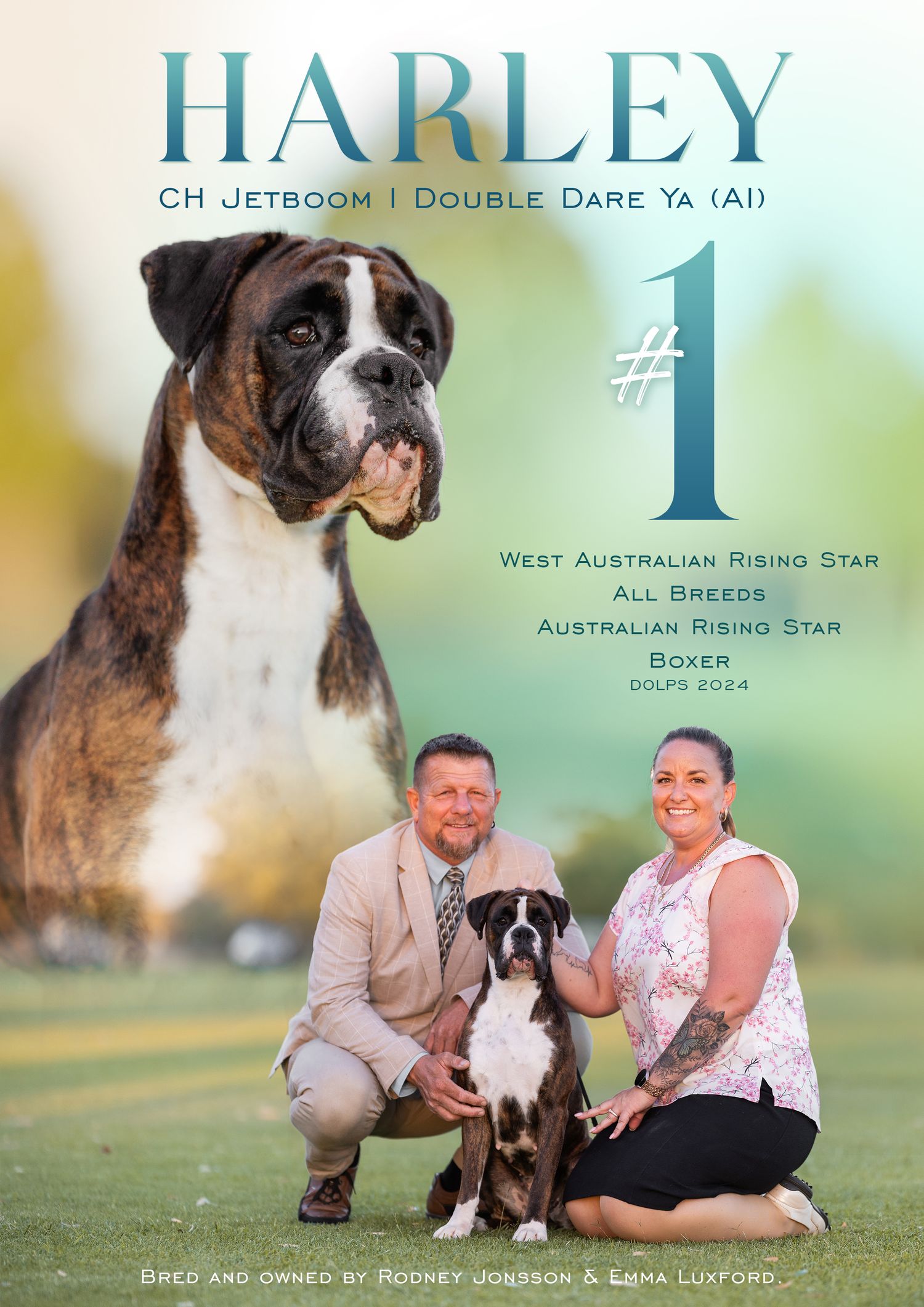 Champion Boxer dogs featured in professional show photography collage with handlers.