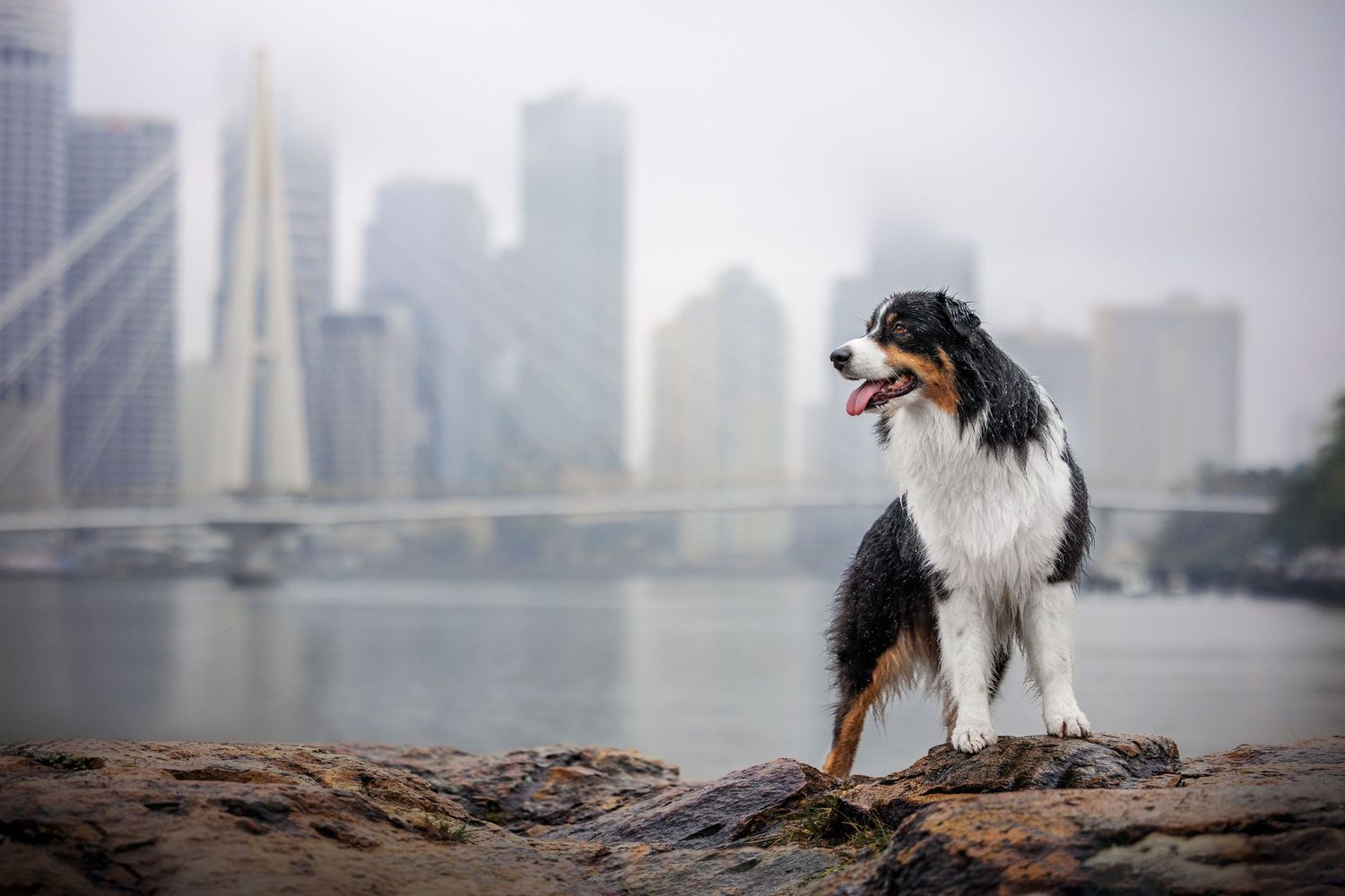 Australian Shepherd dog standing on rocks with city skyline and bridge in misty background.
