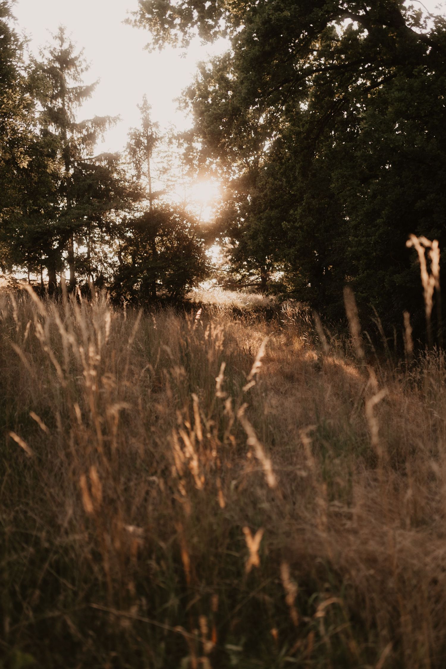 Golden sunlight filters through trees at sunset illuminating tall grass in a dreamy summer meadow.