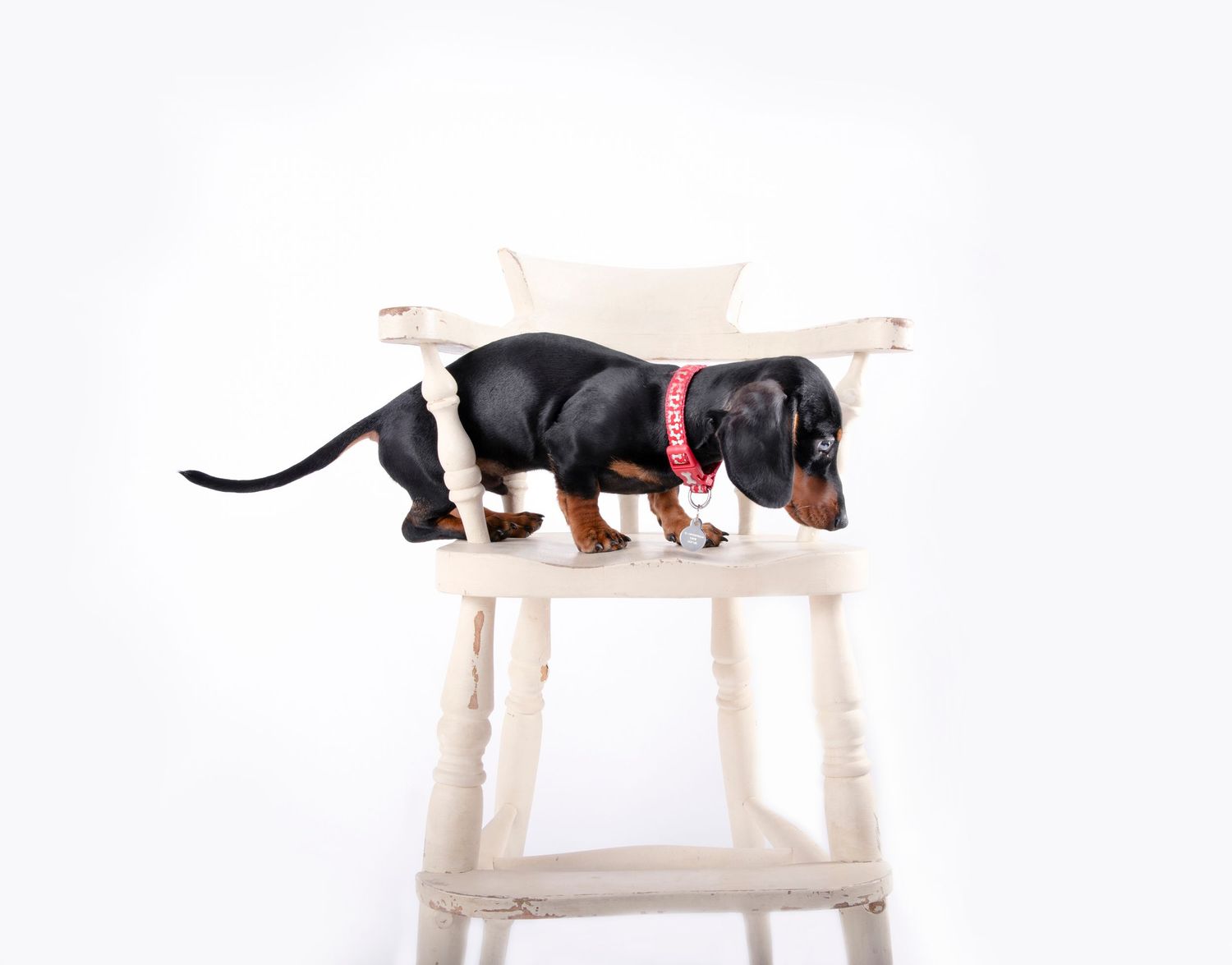Dachshund puppy exploring a white wooden stool against bright background.