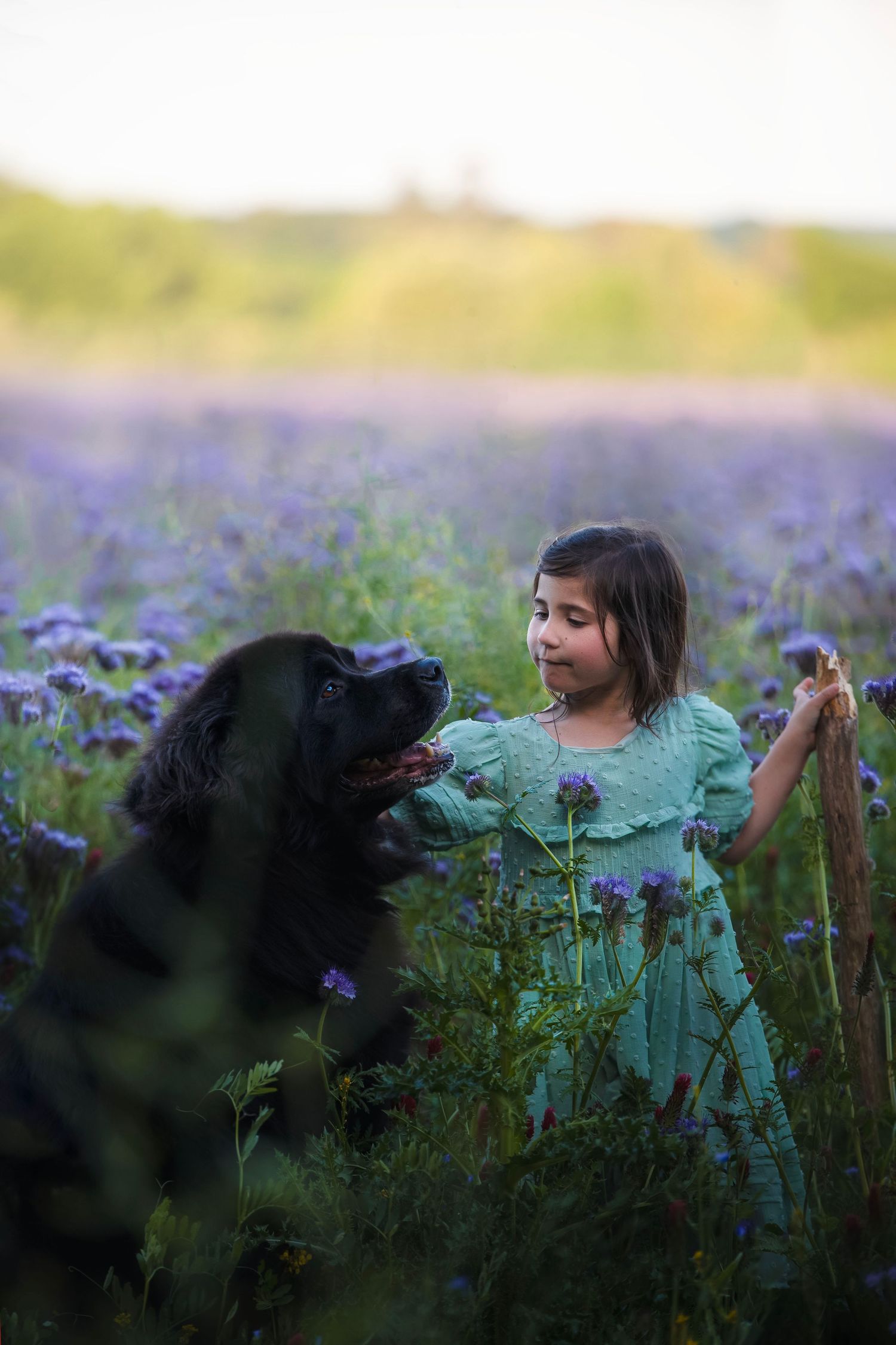 Black dog and companion exploring among purple wildflowers at dusk.
